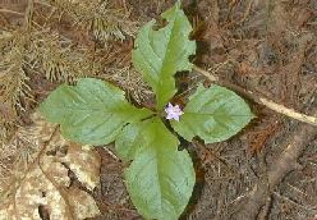 Starflower photo