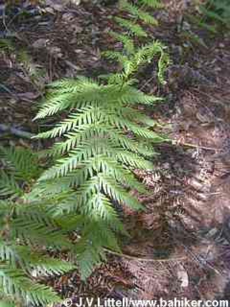 Giant Chain Fern