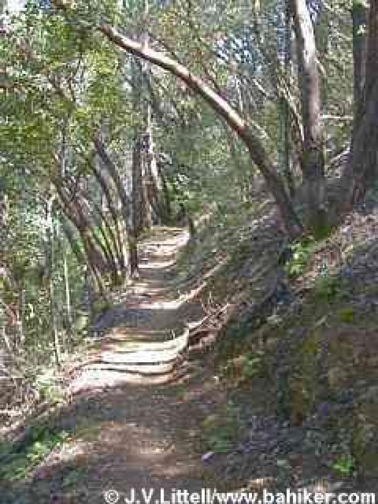 Coyote Peak Trail