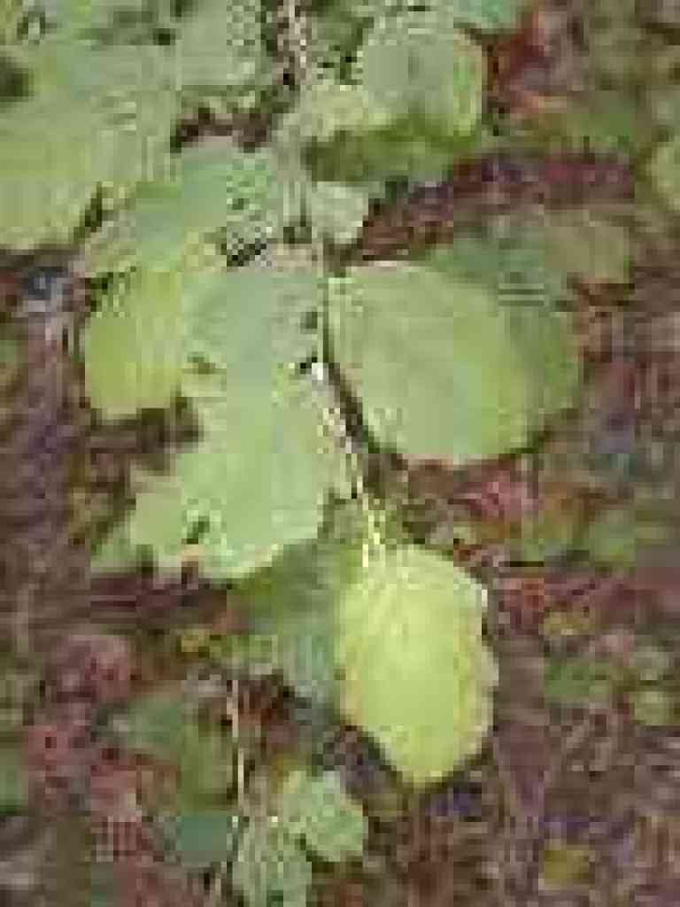 Hazelnut