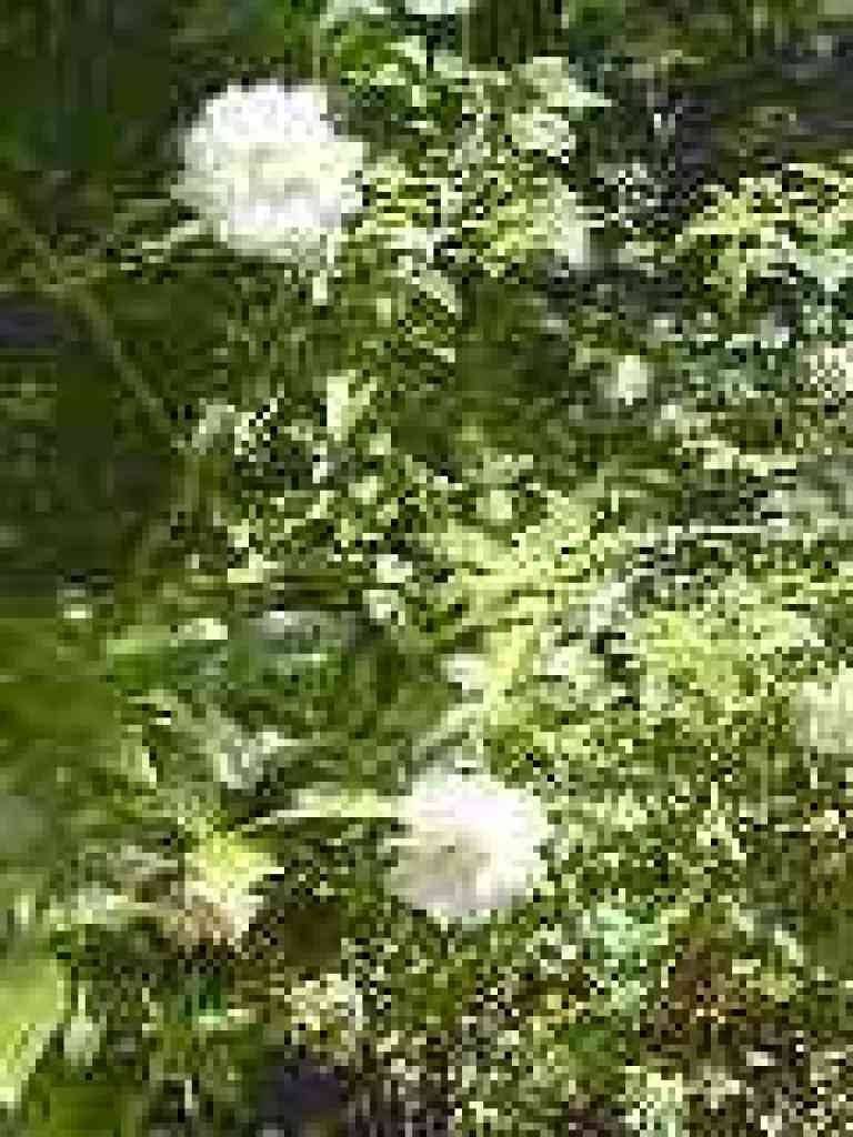 Cultivated roses