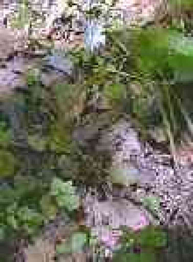 Woodland star