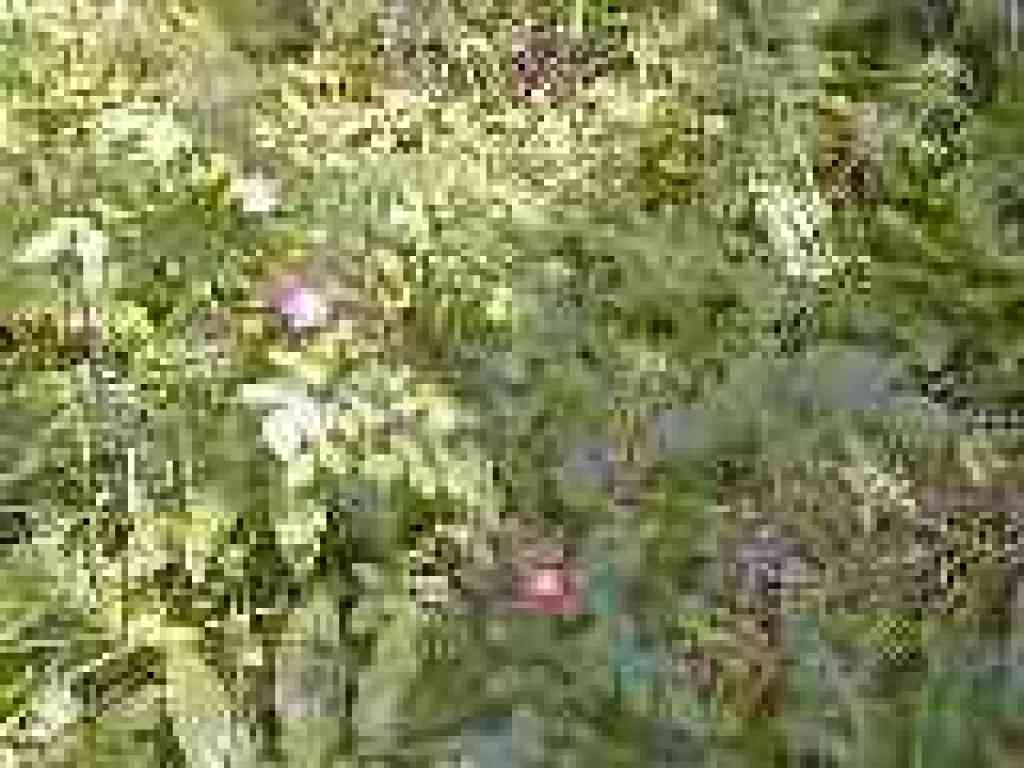 Wild roses