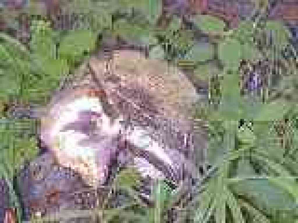 Huge mushroom