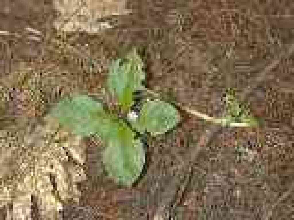 Starflower