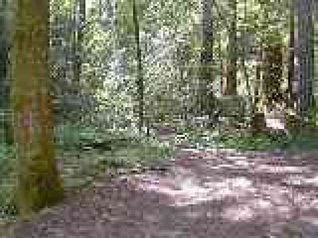Start of South Fork Trail