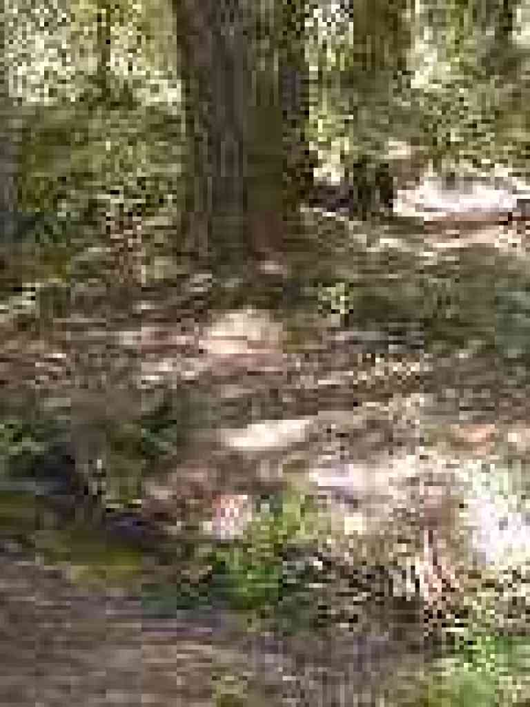 Creek crossing