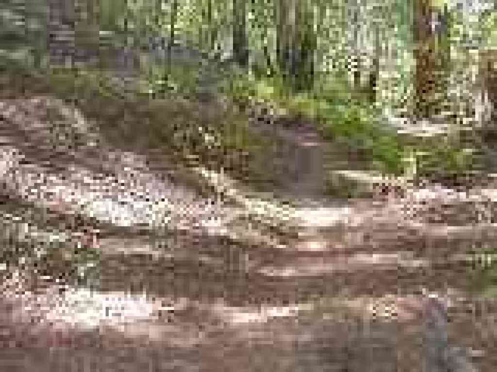 Trail makes a curve, bordered by ferns