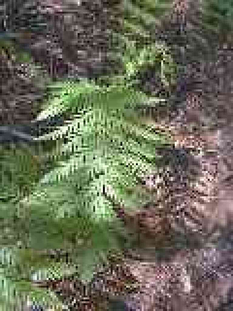 Giant chain fern