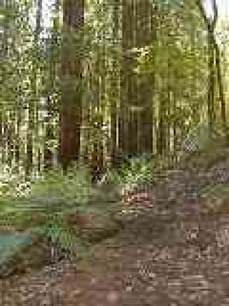 Redwoods and ferns
