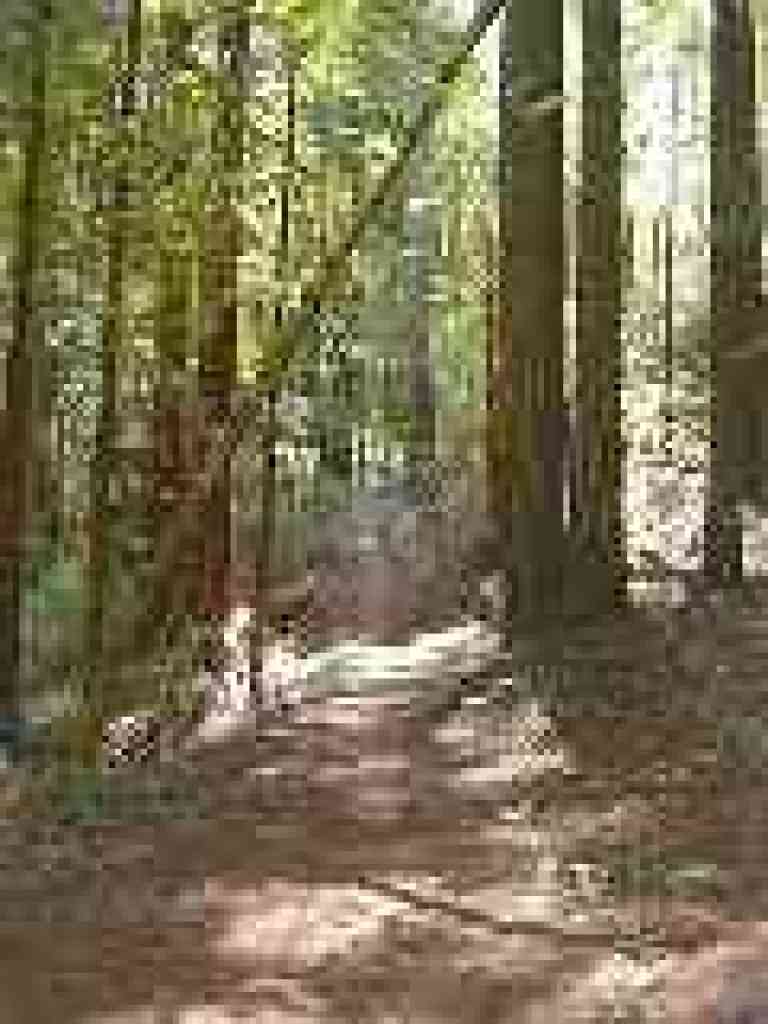 Sunlight filters through redwoods