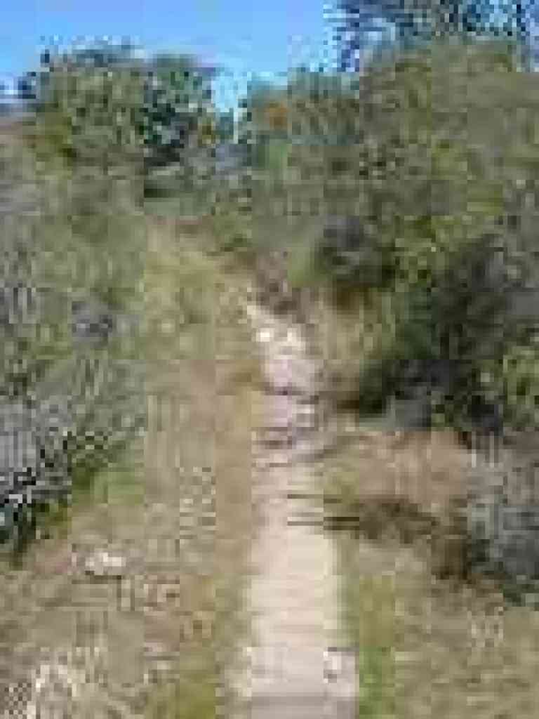 Chamise-lined trail