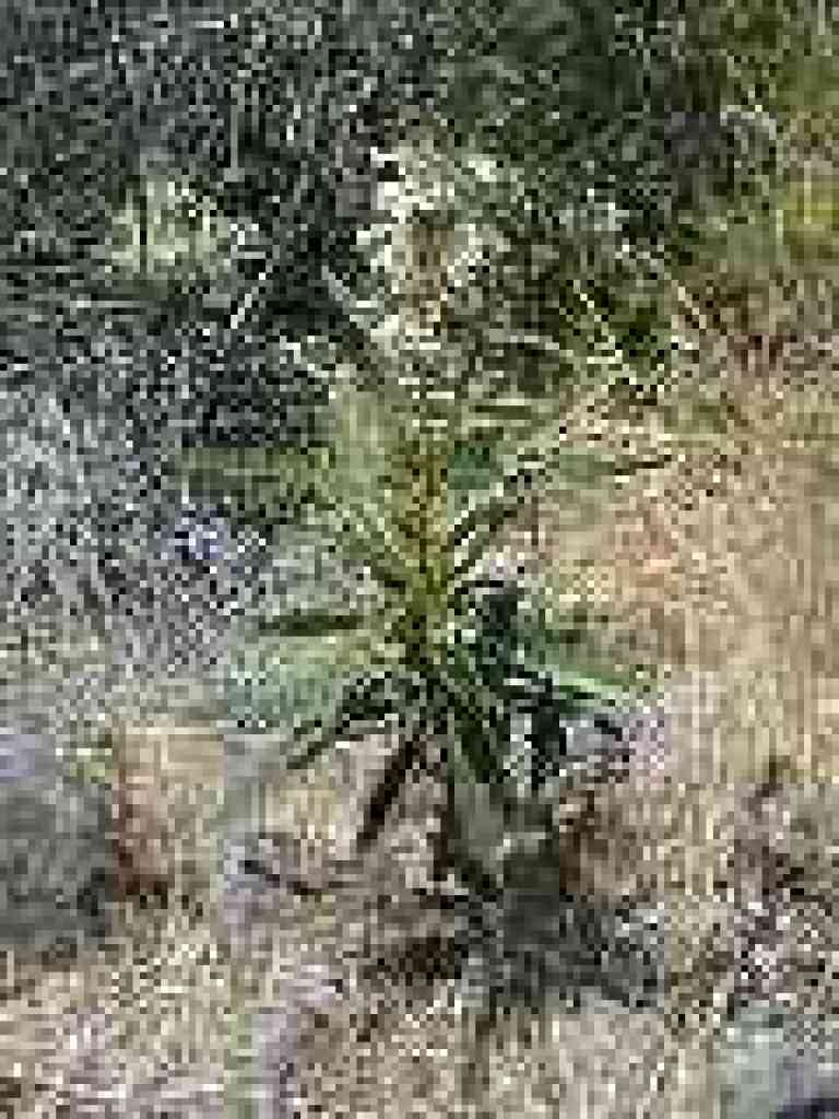 Yerba santa