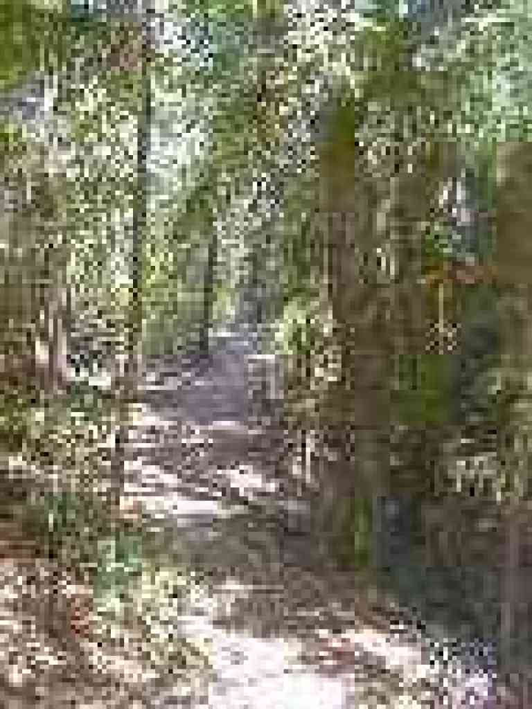 Through redwoods