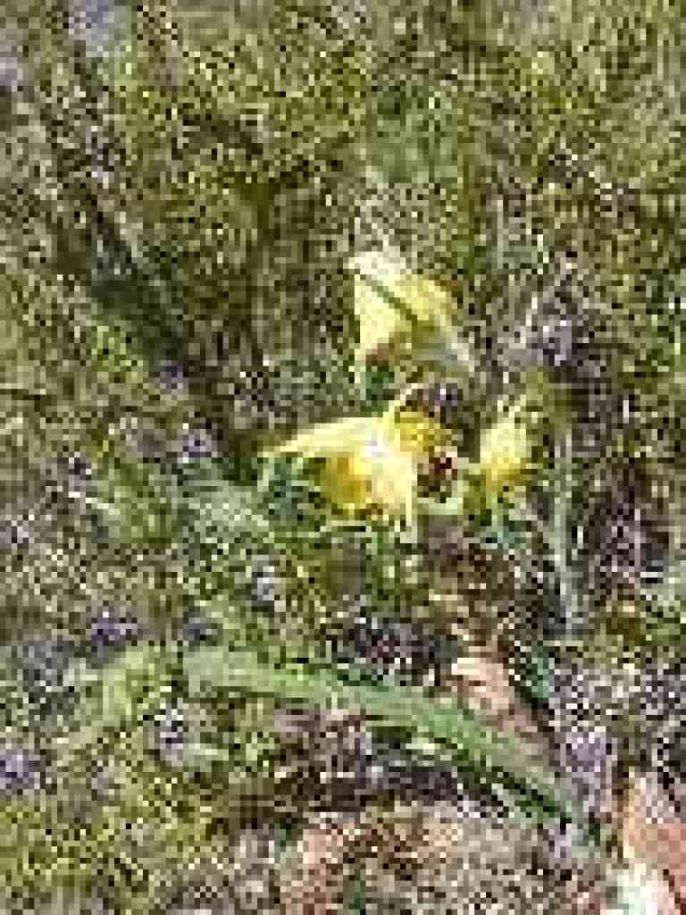 Golden fairy-lanterns