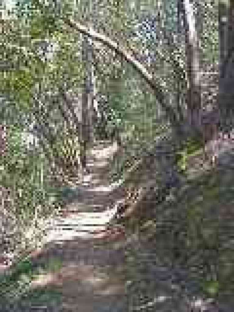 Back into the woods