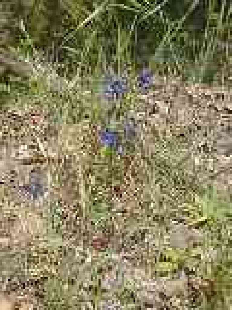 Larkspur?