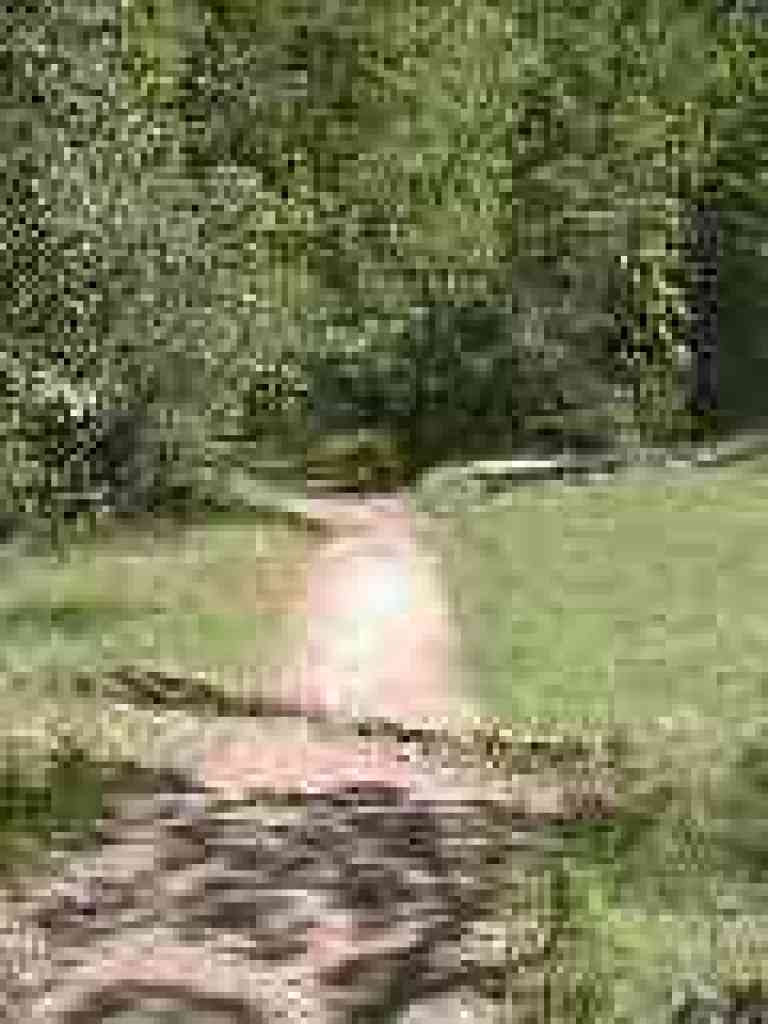Redwood Trail