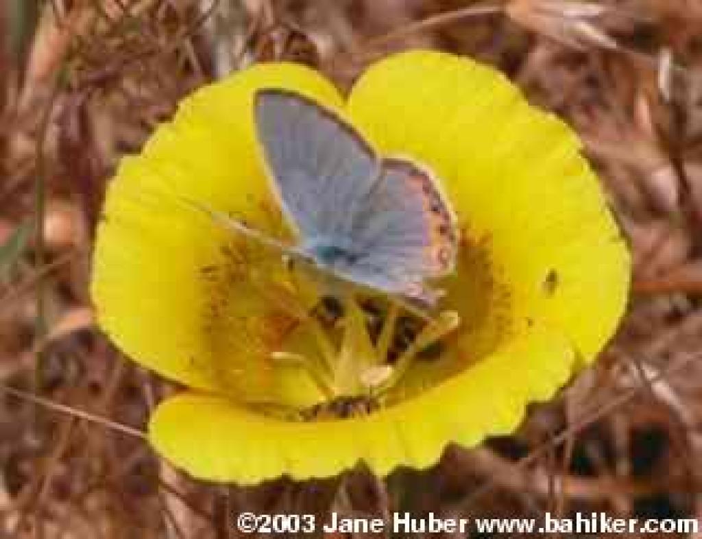 Butterflies