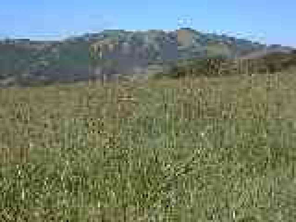 Fiddlenecks