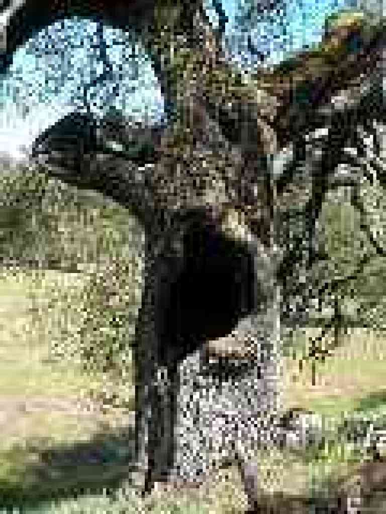 Spooky tree