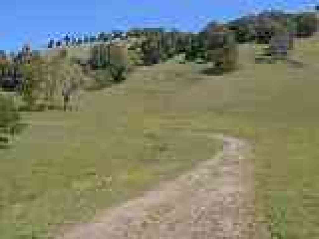 Deer Camp Fire Road