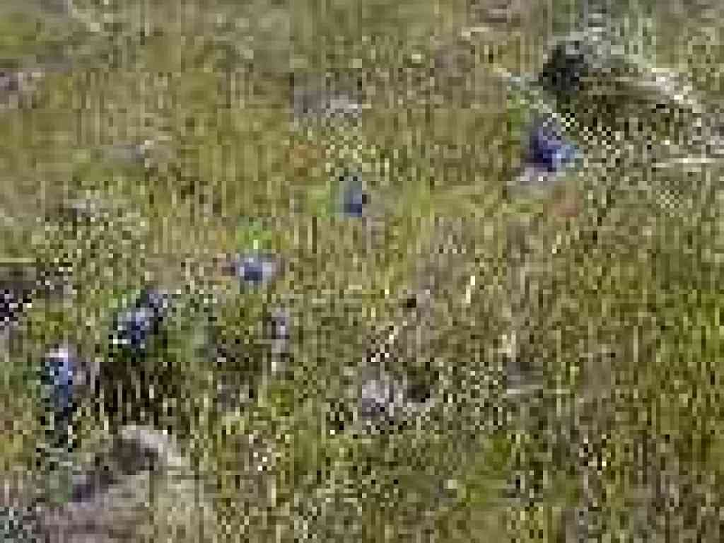 Bluedicks