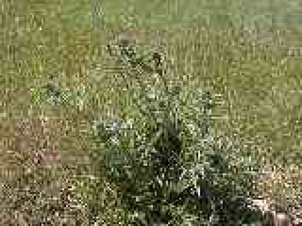 Phacelia
