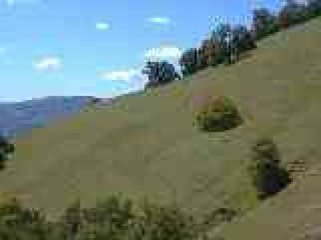 Poppies on a hillside