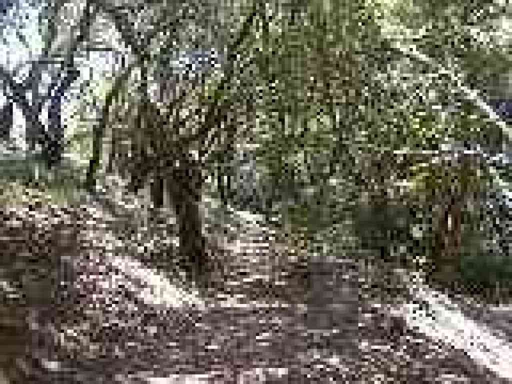 Wooded stretch