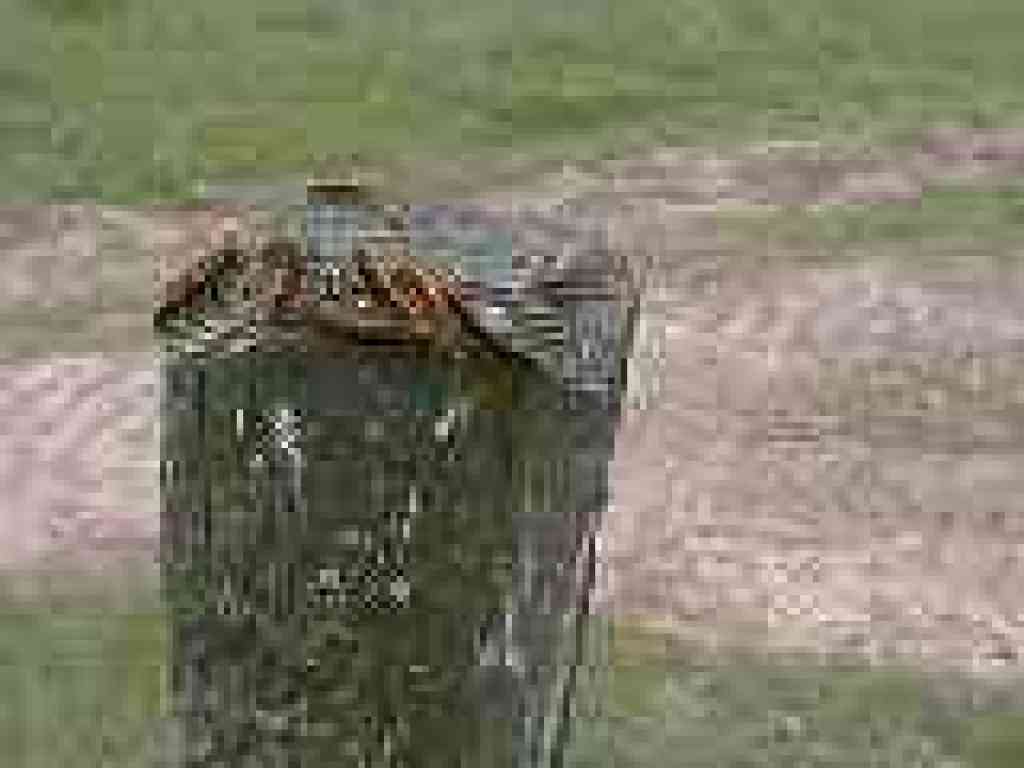 Catepillars on a signpost