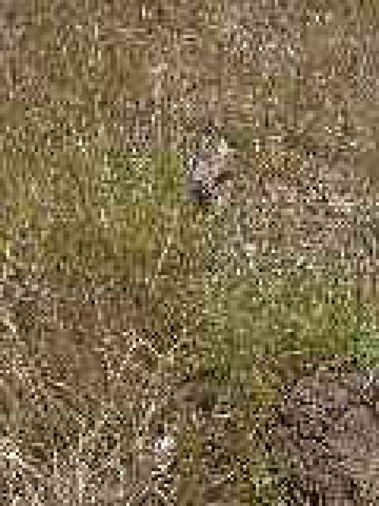 Owl's clover