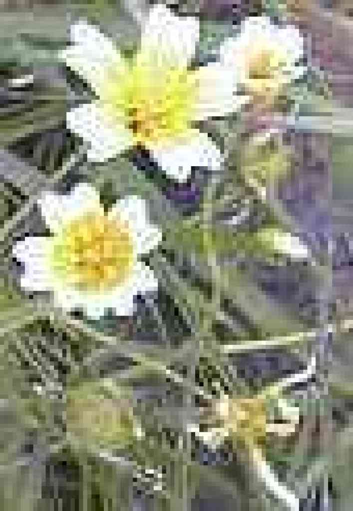 Meadow foam