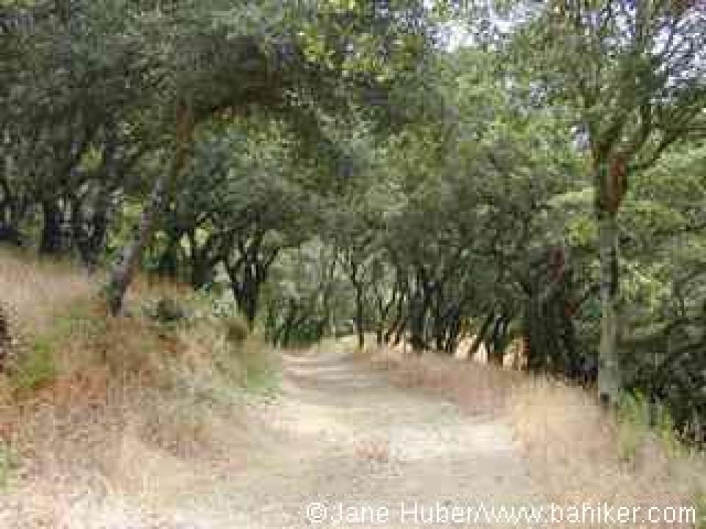 Middle Summit Fire Road