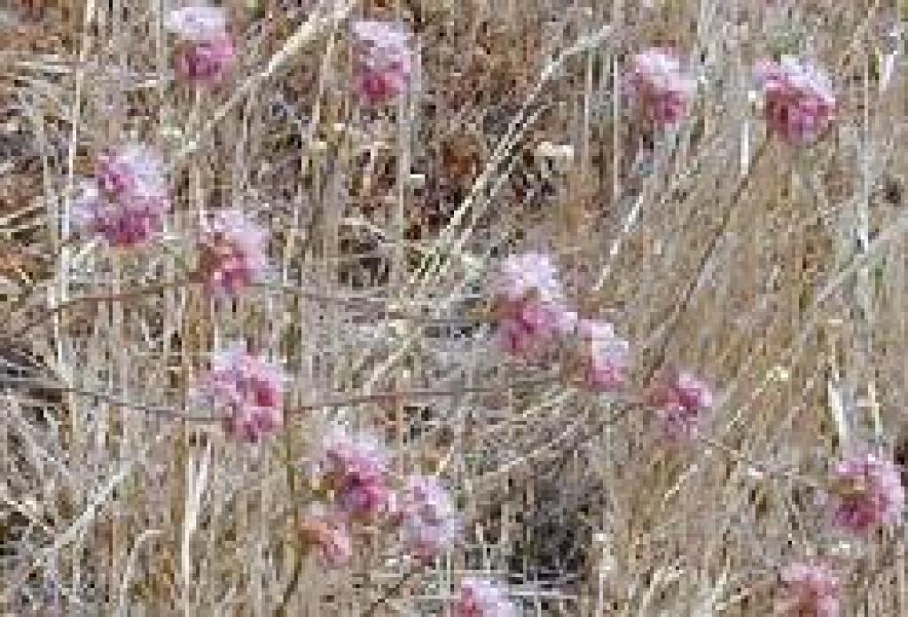Buckwheat
