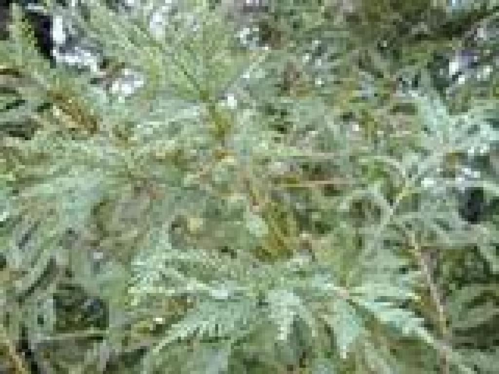 Redwood cones