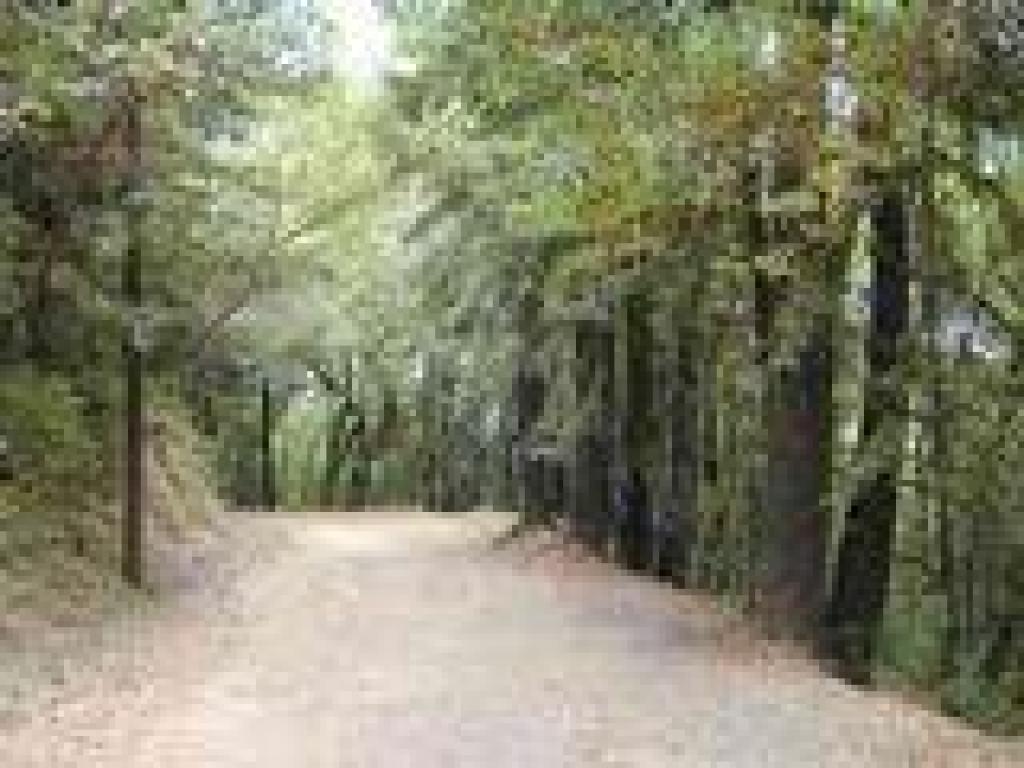 Upper Summit Fire Road