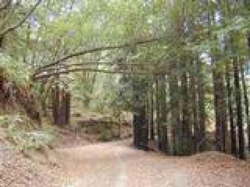 Bays and redwoods along the trail