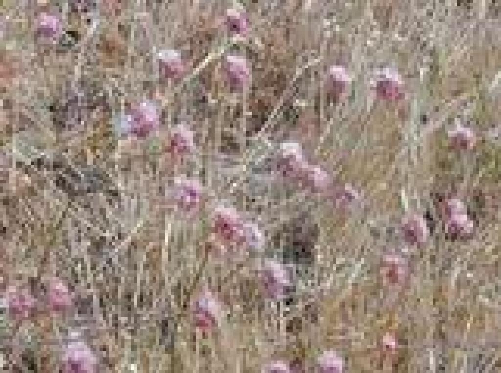 Buckwheat