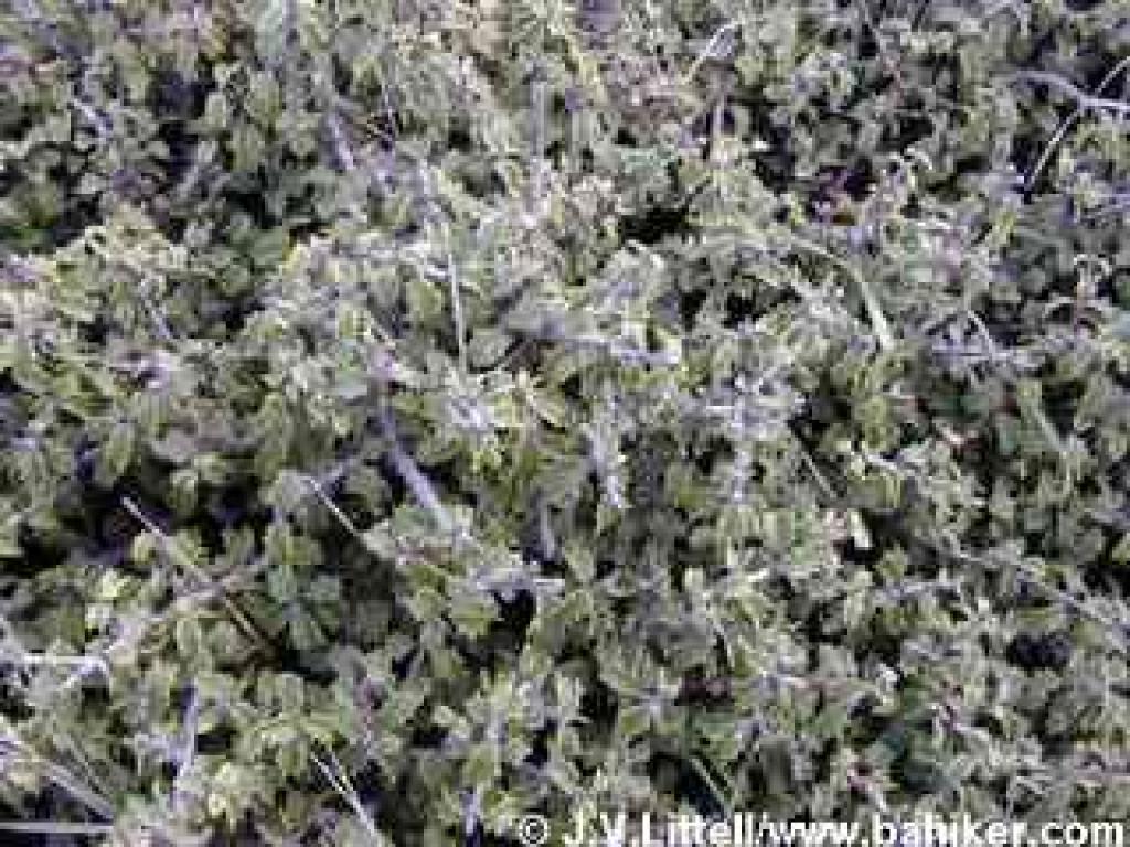 Jepson ceanothus
