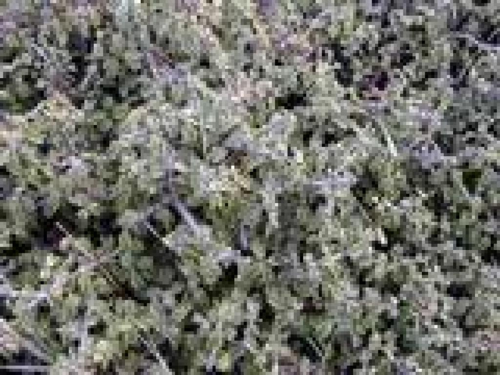 Jepson ceanothus