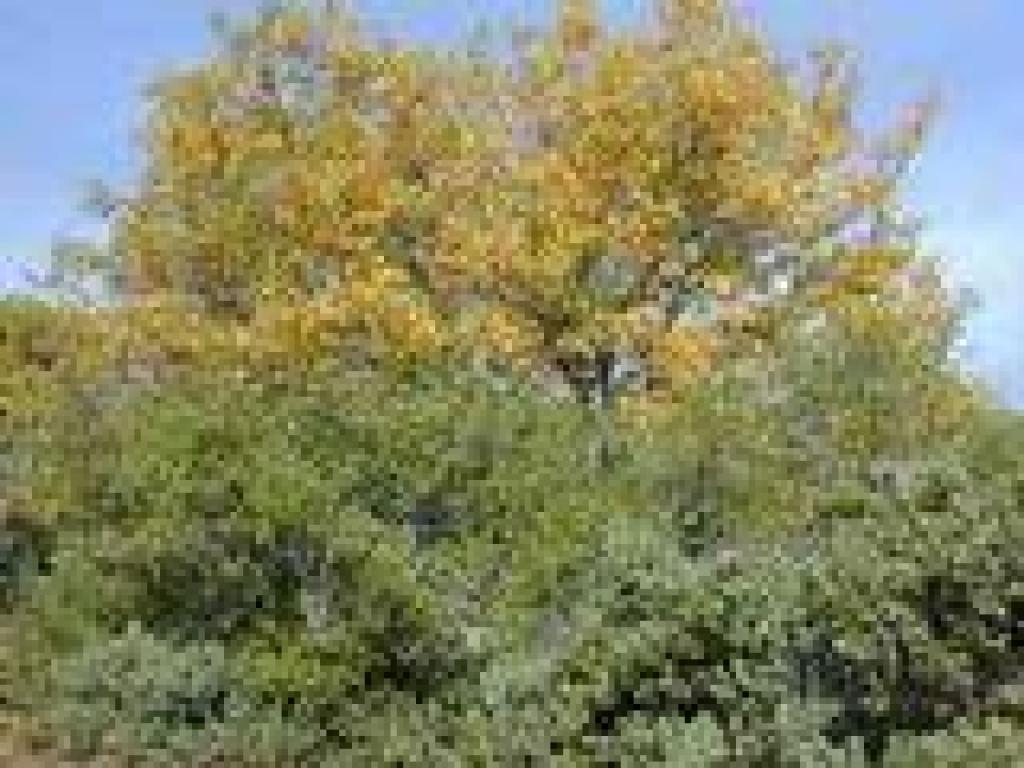 Oak