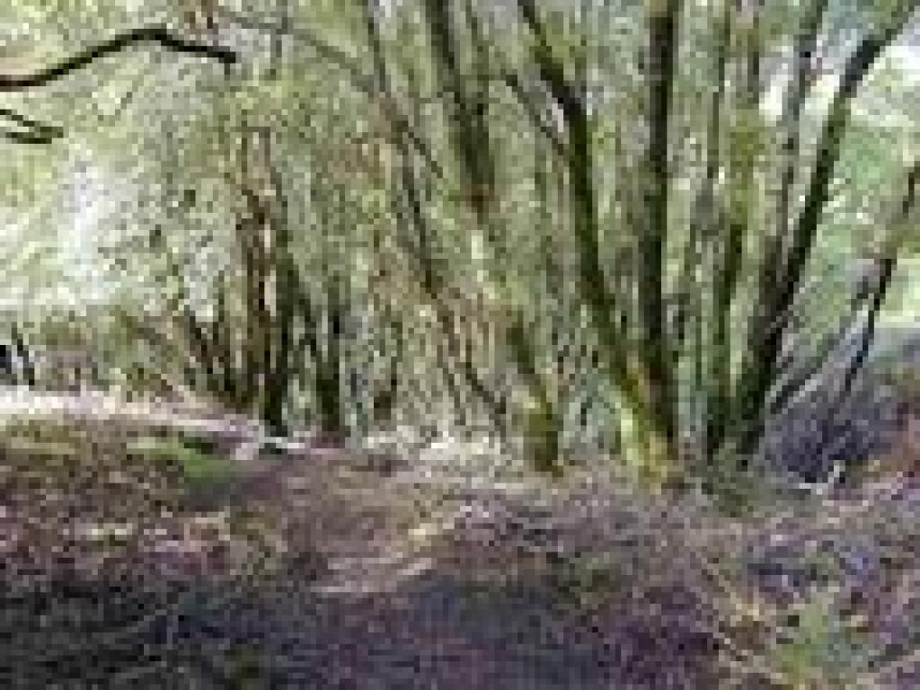Into the woods