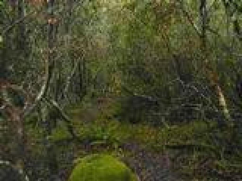 Dark woods
