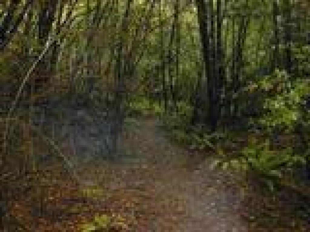 Along the creek