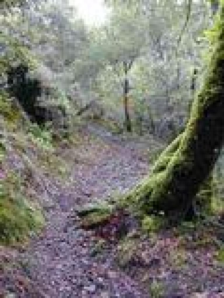 Moss everywhere
