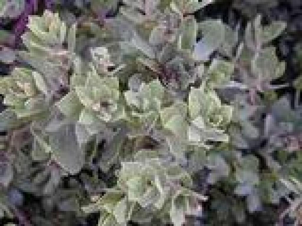 Manzanita