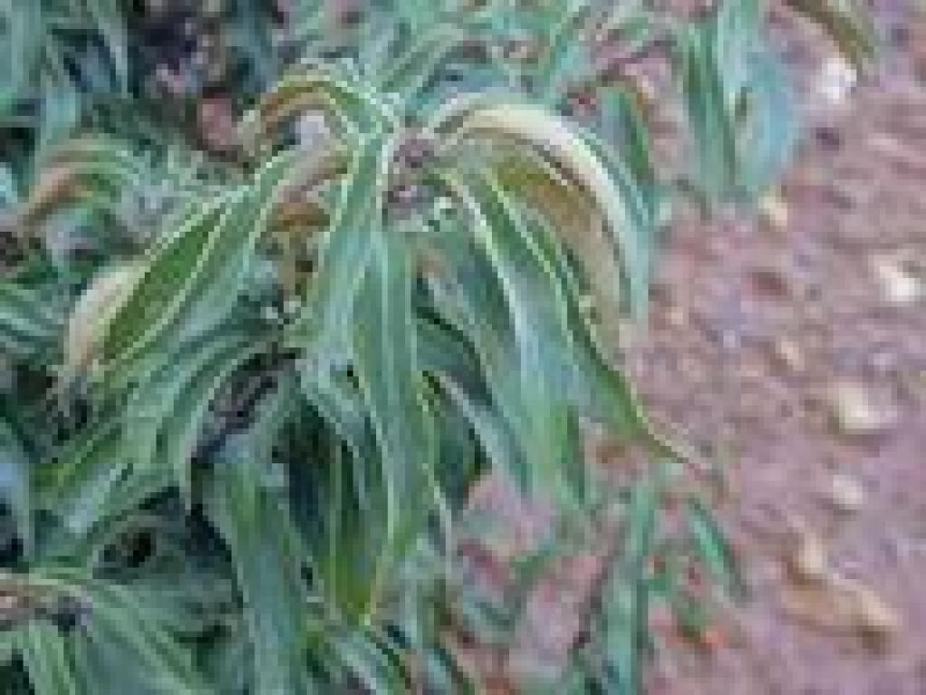 Chinquapin