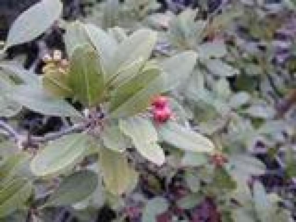 Toyon