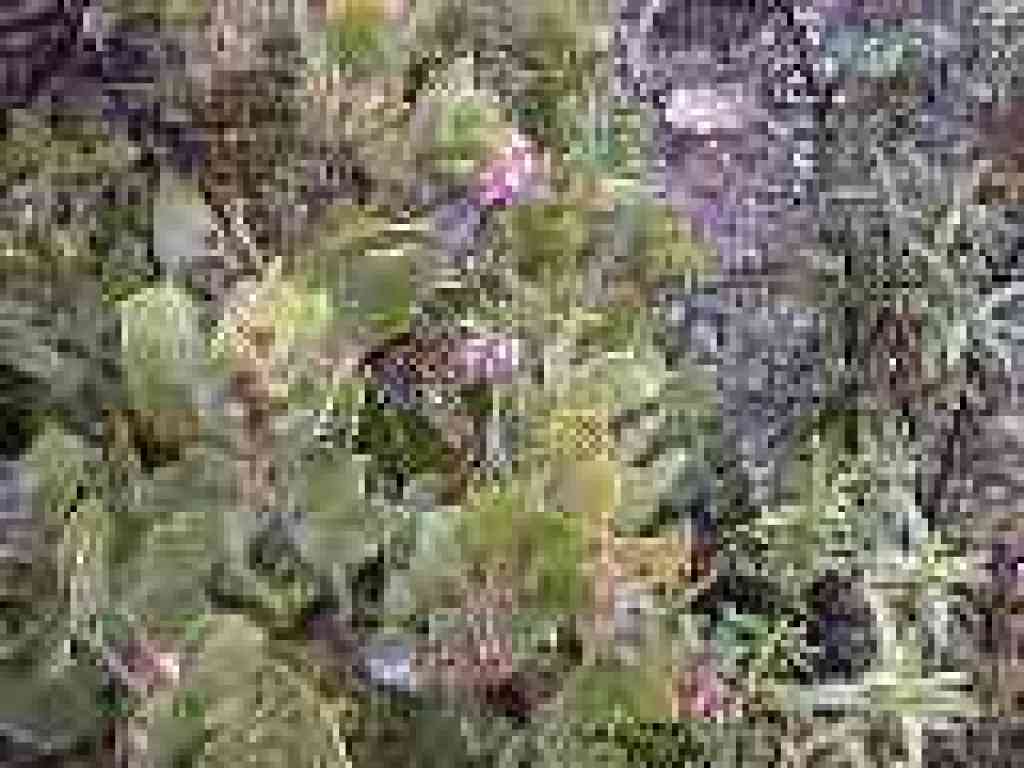 Manzanita blossoms